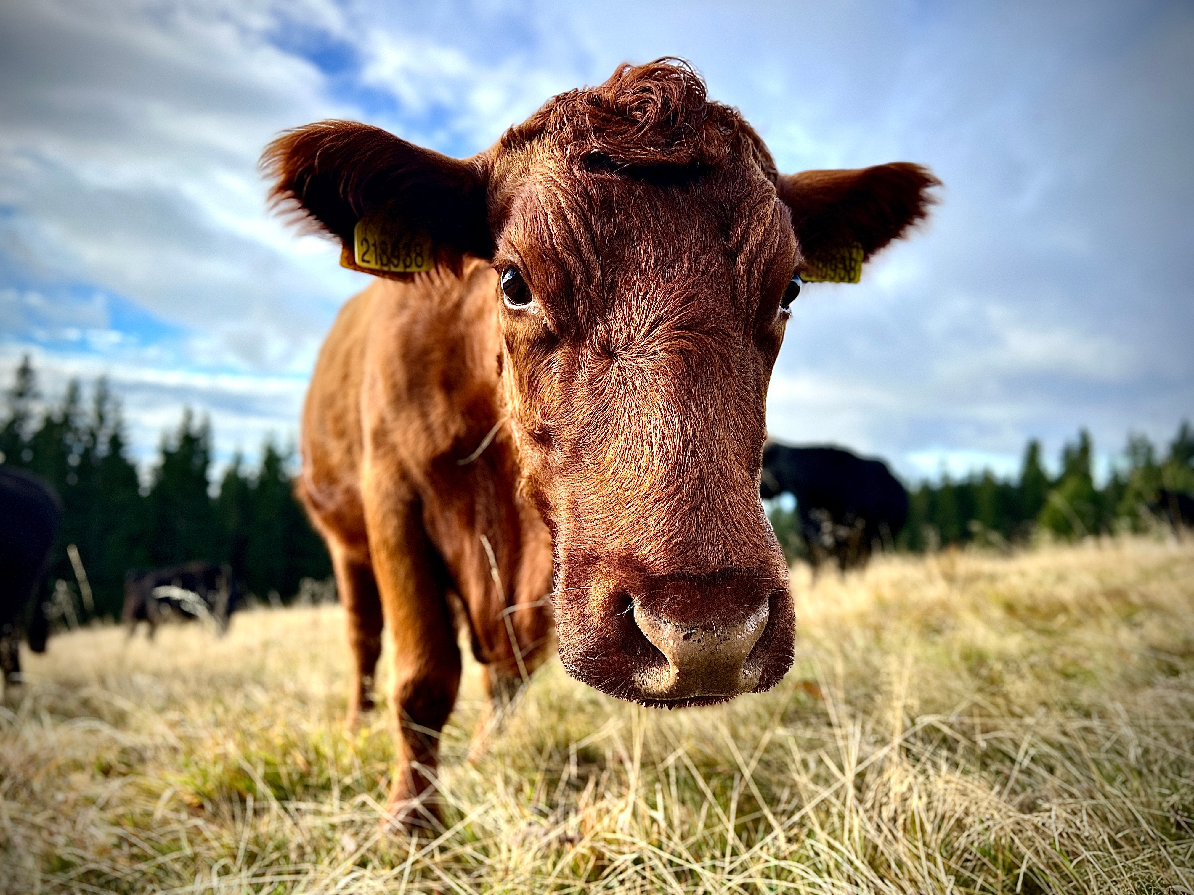 Krkonošská kráva, která je výš